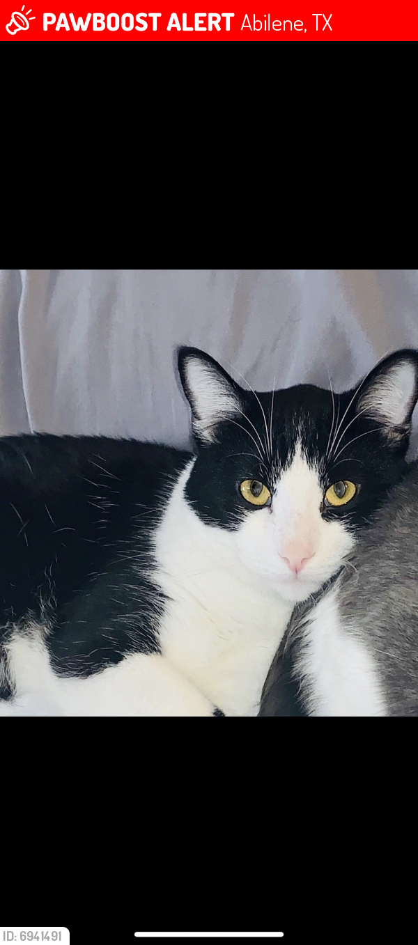 Lost Male Cat in Abilene, TX 79602 Named Gibby (ID 6941491) PawBoost