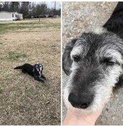 Lost Male Dog last seen Callie Young and Effingham Hwy, Effingham, SC 29541