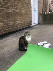 Reunited Unknown Cat last seen Dunraven Dr, Toronto, ON M6M, Canada, Toronto, ON M6M