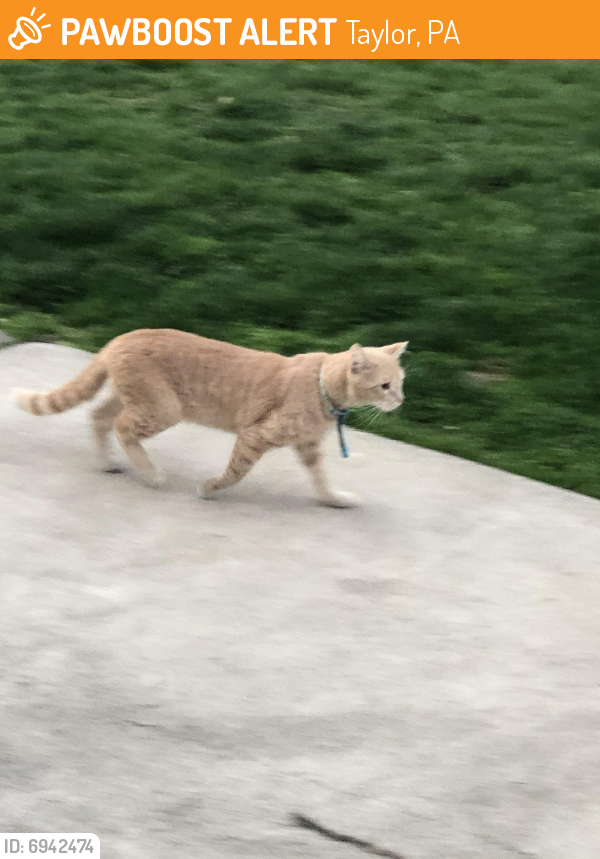 Found/Stray Unknown Cat last seen West Atherton/West Taylor St, Taylor, PA 18517