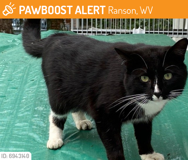 Found/Stray Unknown Cat last seen Ranson WV. In Orchard Hills. Neighborhood behind the Ranson Post office, Ranson, WV 25438