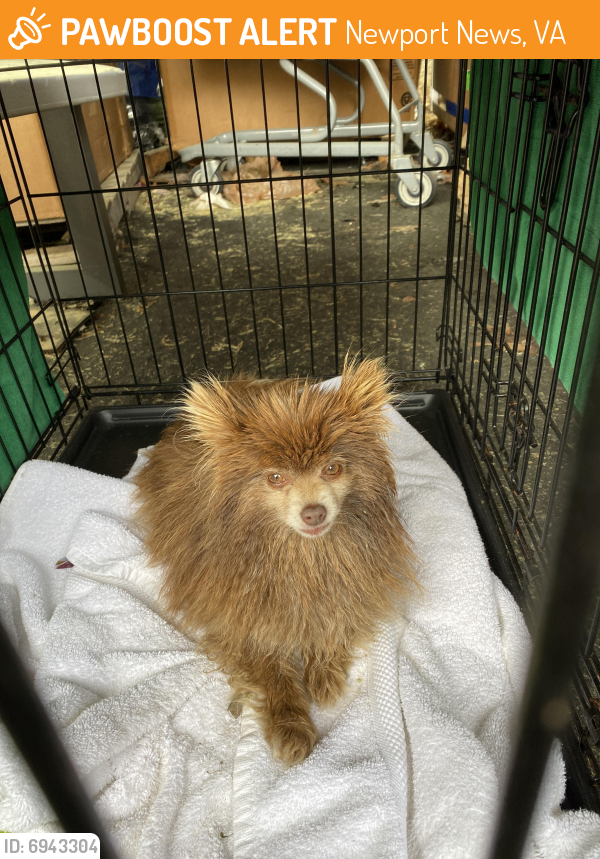 Found/Stray Unknown Dog last seen DAV, Newport News, VA 23608