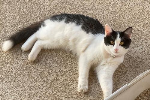 Lost Unknown Cat last seen Village at Henderson Apartments, W. Henderson Ave and Newcomb Street, Porterville, CA 93257