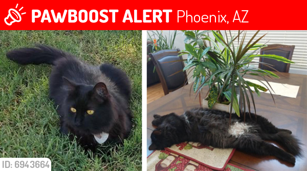 Lost Female Cat last seen Dobbin Points, Laveen, AZ, Phoenix, AZ 85339