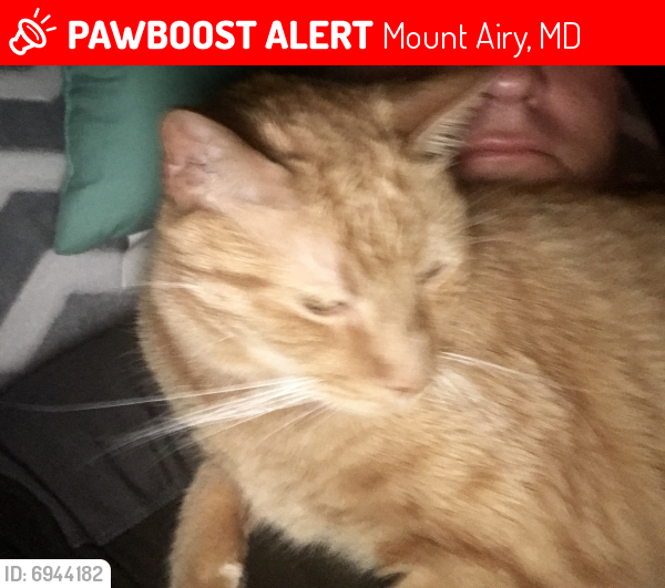 Lost Female Cat last seen Behind gym and century carlot, Mount Airy, MD 21771