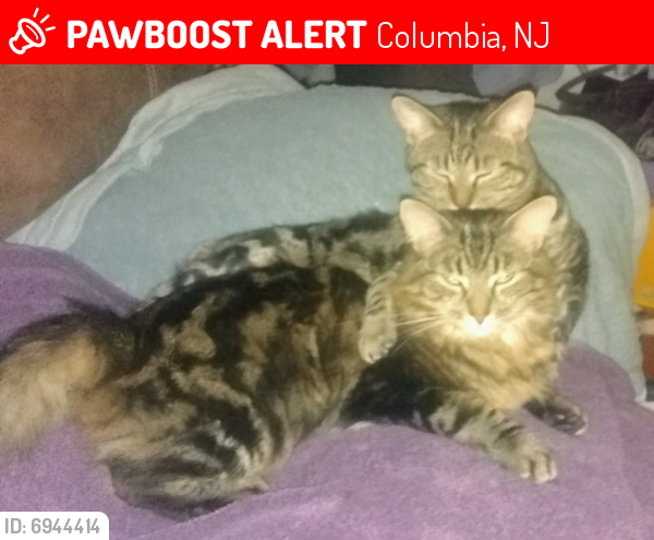 Deceased Male Cat last seen Delaware NJ, Columbia, NJ 07832