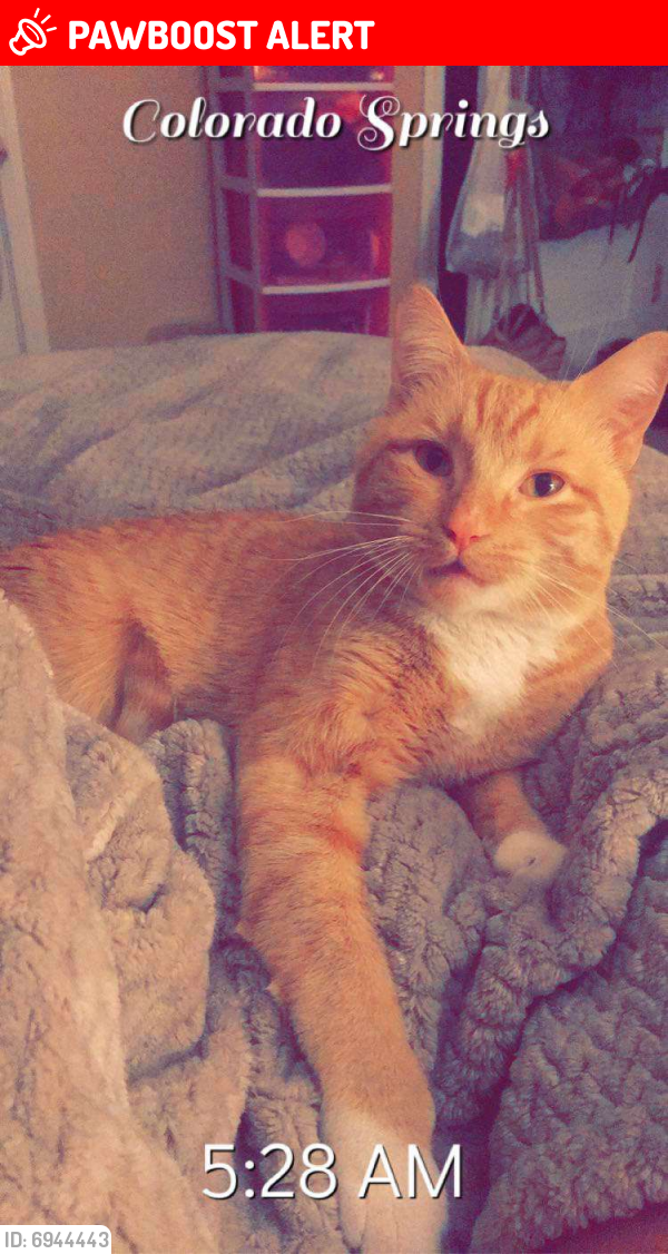 Lost Male Cat last seen Austin Bluffs and Academy near Skate City, Colorado Springs, CO 80917