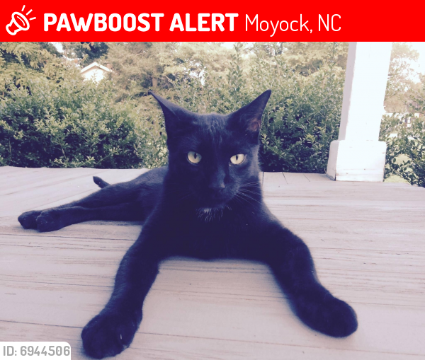 Lost Male Cat last seen Near moyock elementary and possibly farm stand near my house off shingle landing rd, Moyock, NC 27958