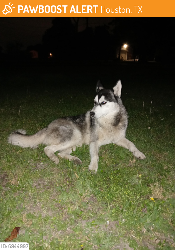 Found/Stray Male Dog last seen Bammel, Houston, TX 77068