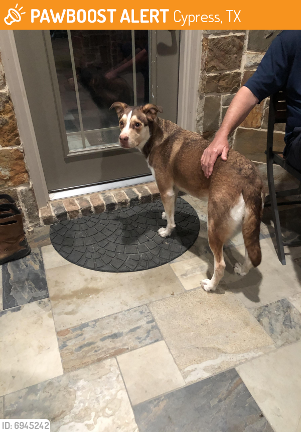 Rehomed Female Dog last seen Cypress n Houston , Cypress, TX 77429