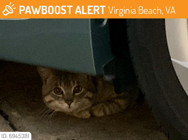 Found/Stray Unknown Cat last seen 18th  And Baltic Avenue, Virginia Beach, VA 23451