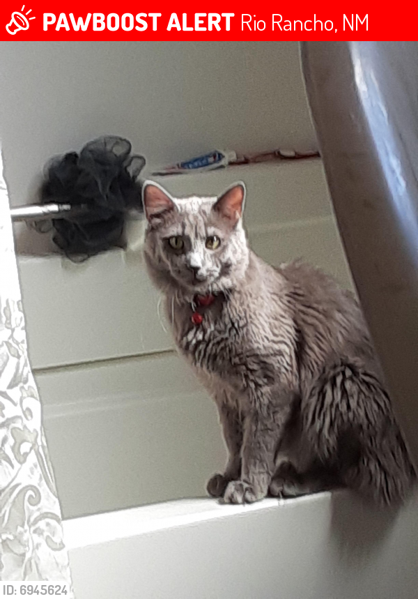 Lost Male Cat last seen Near and Southern / Meadowlark, Rio Rancho, NM 87124