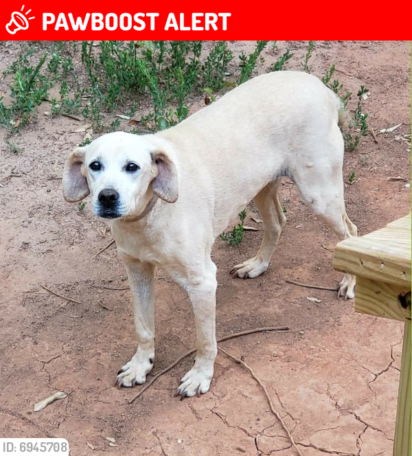 Lost Female Dog last seen Bumblebee Lane, Wellford, S.C., Spartanburg County, SC 29385
