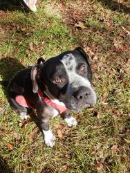 Lost Male Dog last seen Gray Horse Rd, Veazey Road, Walker Church Road, Veazey Connector, Greensboro, GA 30642