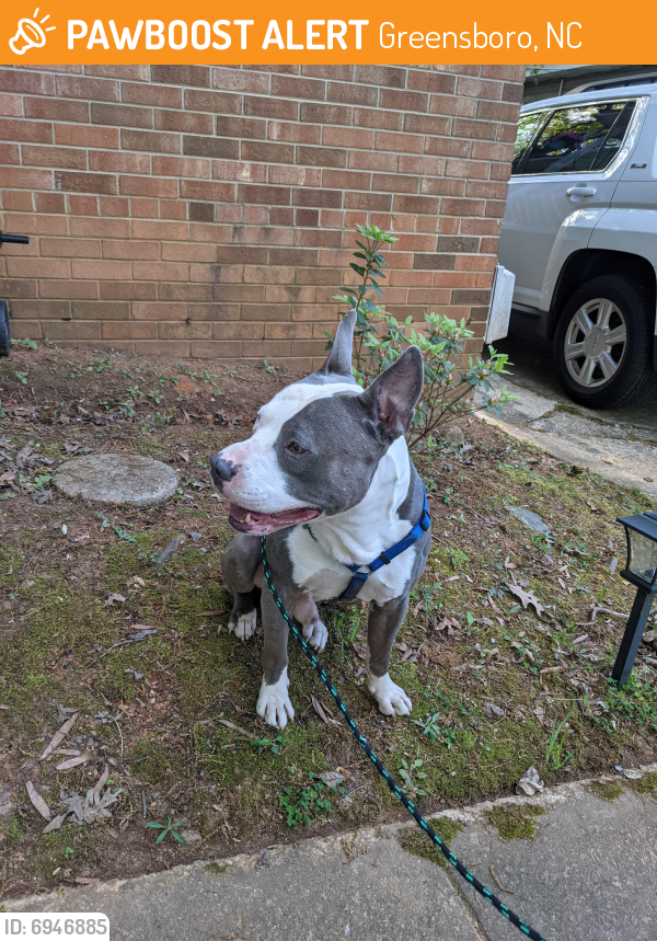 Found/Stray Male Dog last seen Willowbrook and spring garden, Greensboro, NC 27403