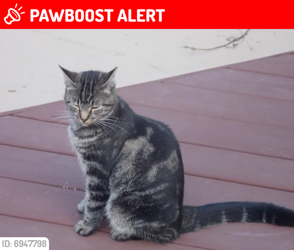 Lost Female Cat last seen Brush Rd, Richmond Heights, OH  44143, Richmond Heights, OH 44132