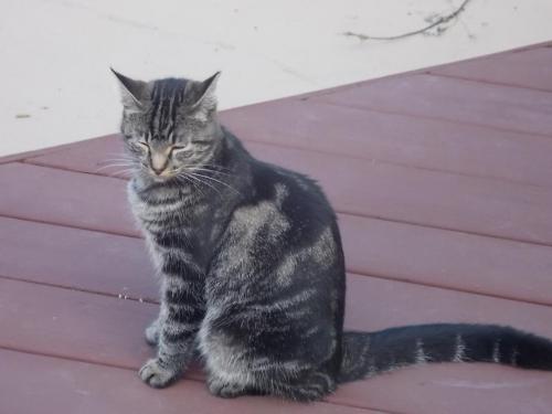 Lost Female Cat last seen Brush Rd, Richmond Heights, OH  44143, Richmond Heights, OH 44132