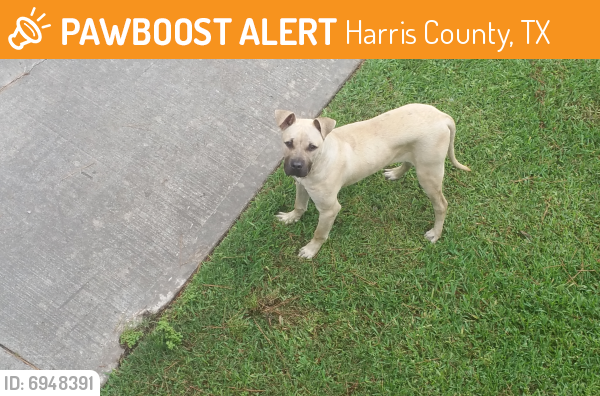 Found/Stray Unknown Dog last seen Champion Pines Condominiums, Harris County, TX 77379