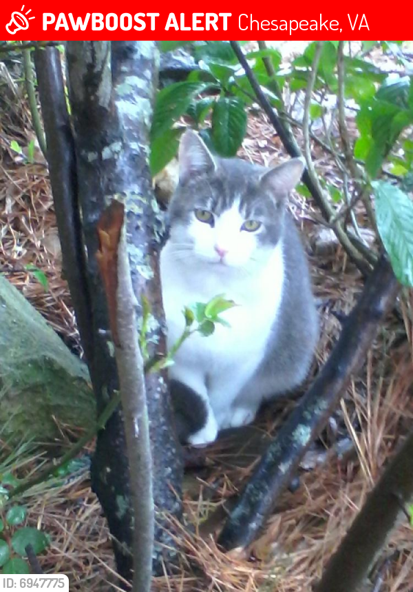 Lost Male Cat last seen Golden Oaks Lane, Chesapeake, VA 23321