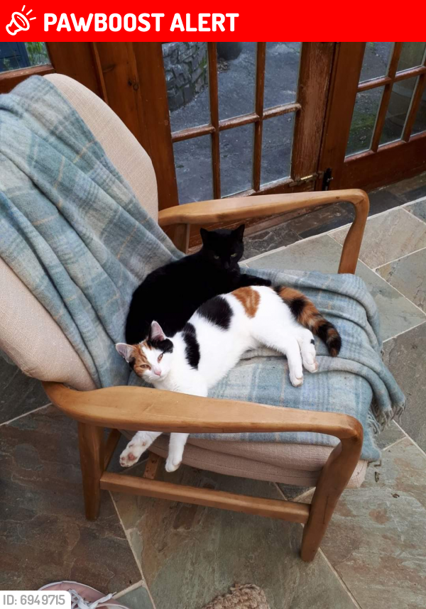 Lost Female Cat last seen St Bridget's Churchyard, Virginstow, Devon EX21 5DZ, Virginstow, England EX21 5DZ
