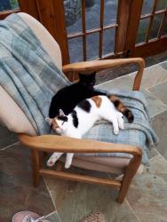 Lost Female Cat last seen St Bridget's Churchyard, Virginstow, Devon EX21 5DZ, Virginstow, England EX21 5DZ