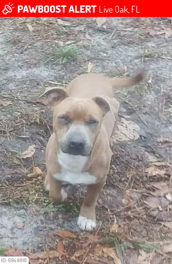 Lost Male Dog last seen 176th St, Live Oak, FL 32060