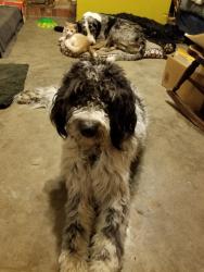 Lost Male Dog last seen Ferguson Avenue , Farmersville, TX 75442