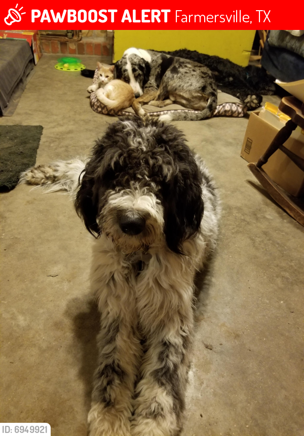 Lost Male Dog last seen Ferguson Avenue , Farmersville, TX 75442