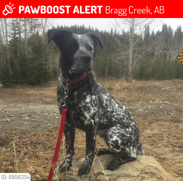 Lost Female Dog last seen Bragg Creek, Bragg Creek, AB 