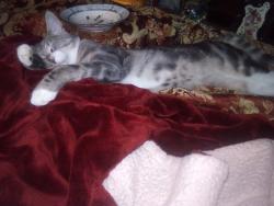 Reunited Male Cat last seen 151st ave n.e., Woodinville, WA 98072