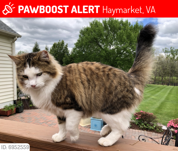 Lost Male Cat last seen Near and shelter lane, Haymarket, VA 20169