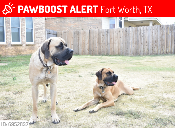 Lost Male Dog in Fort Worth, TX 76140 Named Kane And Diesel (ID