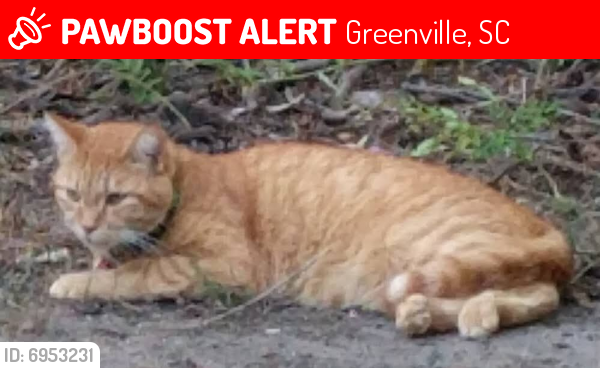 Lost Male Cat last seen Near Mills Avenue, Greenville, SC 29605