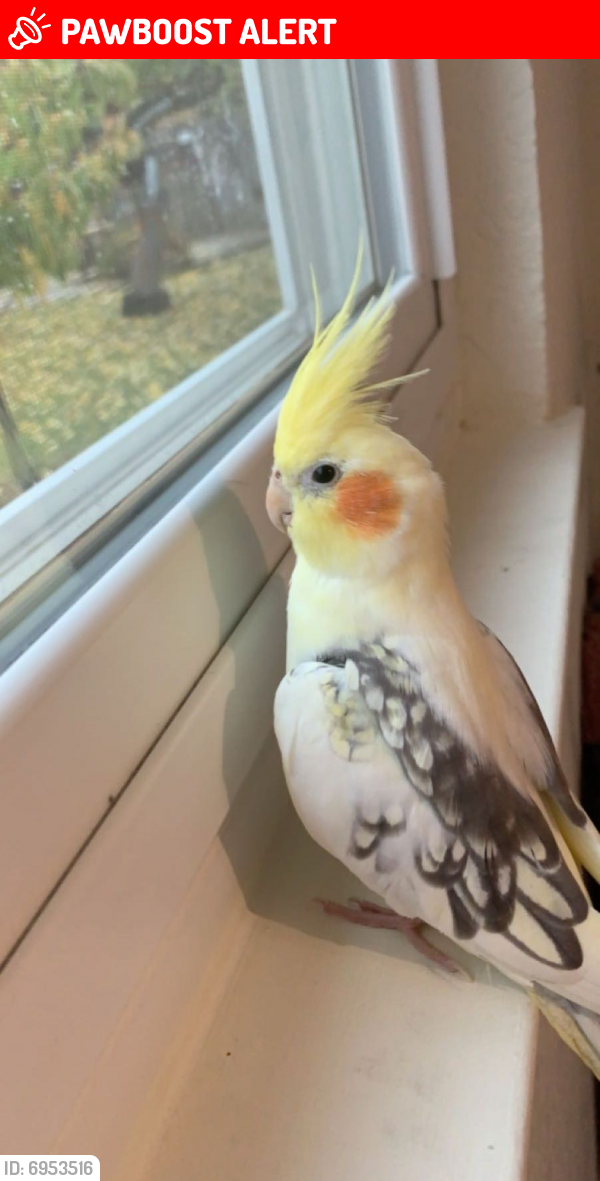 Found sales lost cockatiel