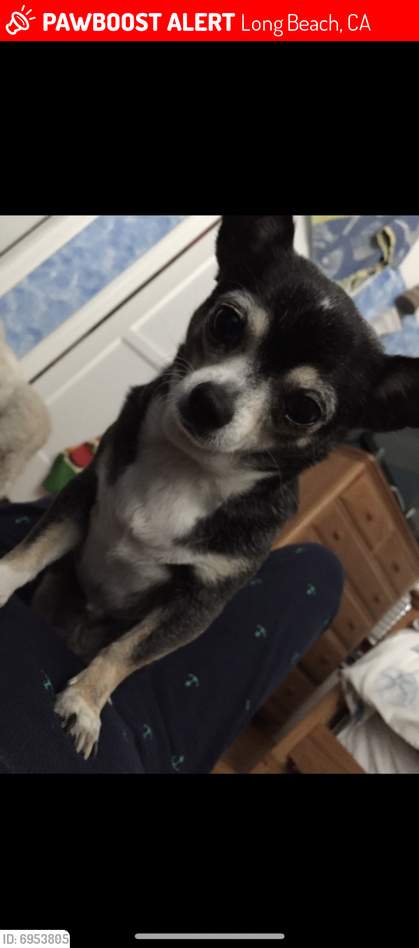 Lost Dog in Long Beach, CA 90810 Named Chihuahua (ID: 6953805) | PawBoost