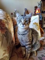 Lost Male Cat last seen Halberns Blvd/ Abbeywood, Santee, CA 92071