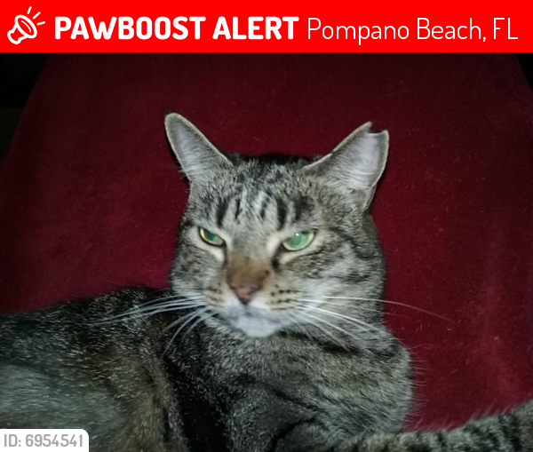 Lost Female Cat last seen Near South Flagler Ave. (Village Townhouses of Pompano Beach), Pompano Beach, FL 33060