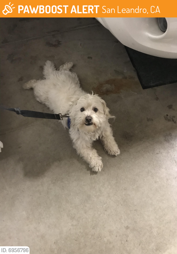 Surrendered Male Dog last seen Foothill blvd/I-580 fwy, San Leandro, CA 94578