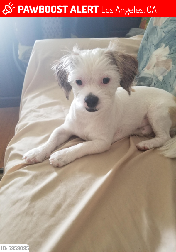 Lost Unknown Dog last seen Olympic Blvd and 4th Ave. Los Angeles, Los Angeles, CA 90019