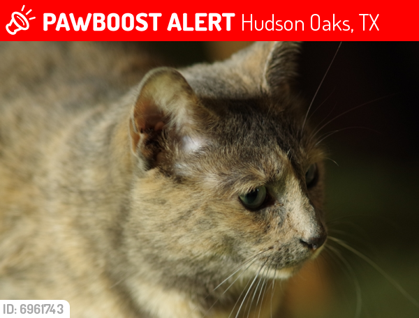 Lost Female Cat last seen Oakridge and Gardner Rd, Hudson Oaks, TX, Hudson Oaks, TX 76087