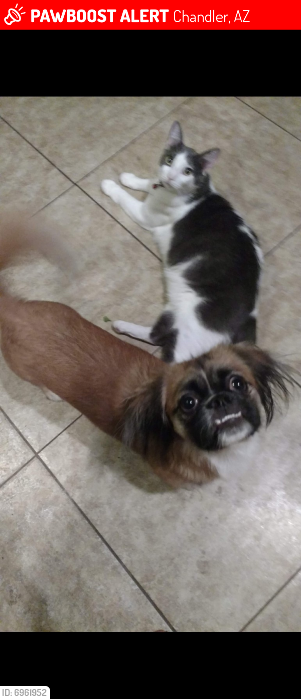 Lost Unknown Dog last seen Commonwealth Place, Chandler, AZ 85225