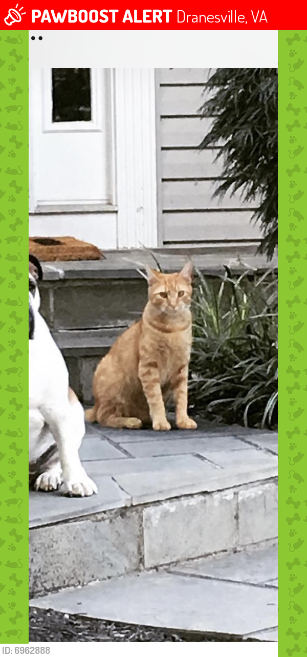 Lost Male Cat last seen Cassia St. Dranesville , Dranesville, VA 20170