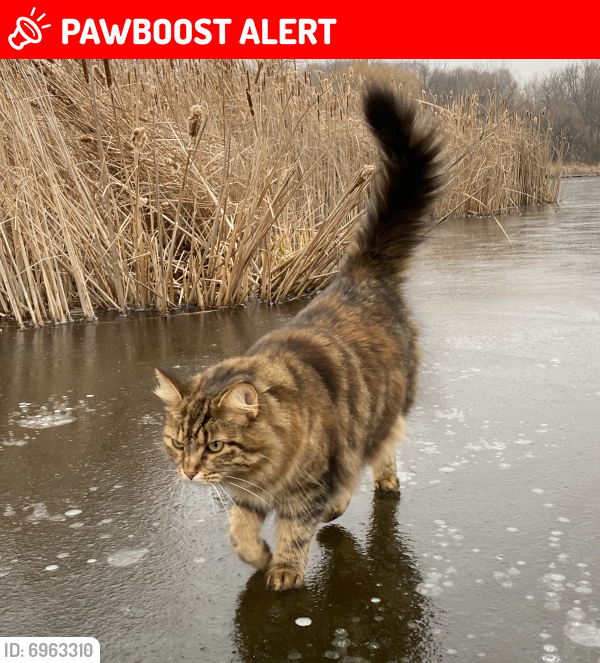 Lost Female Cat last seen S. Riverview road Molalla , Clackamas County, OR 97042