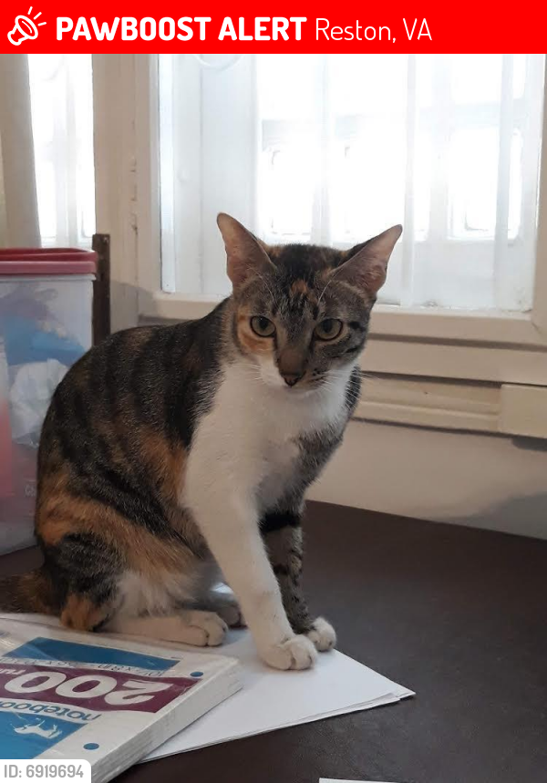 Lost Female Cat last seen Reston National Golf Course, Reston, VA 20191