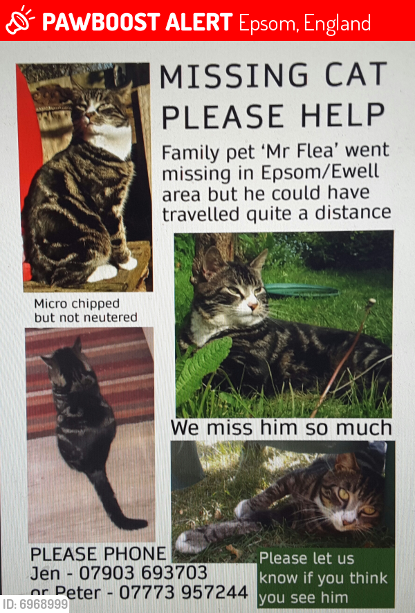 Lost Male Cat last seen Langton Avenue Epsom, Epsom, England 