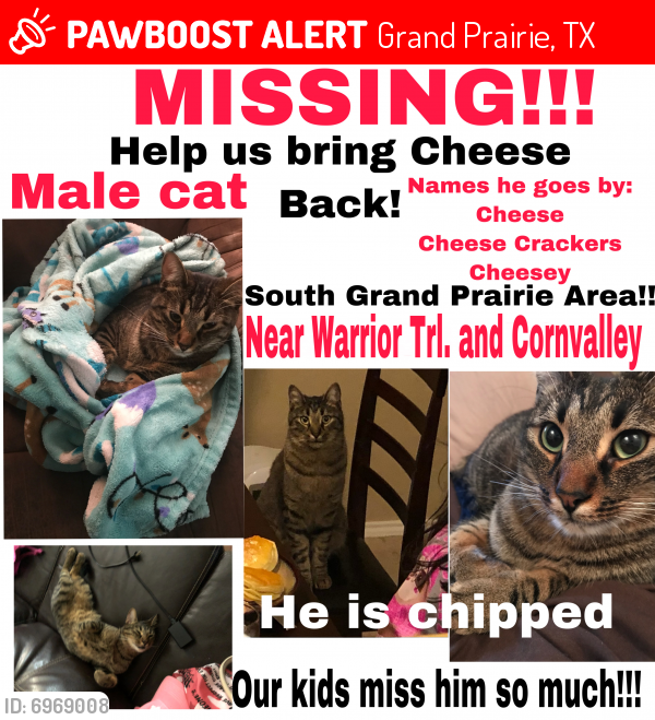 Lost Male Cat last seen Warrior Trial and Cornvalley, Grand Prairie, TX 75052