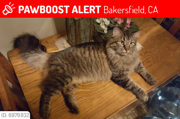 Lost Male Cat last seen Berkeley and Noble, Bakersfield, CA 93305