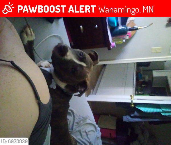 Lost Male Dog last seen Wannamingo mn, Wanamingo, MN 55983