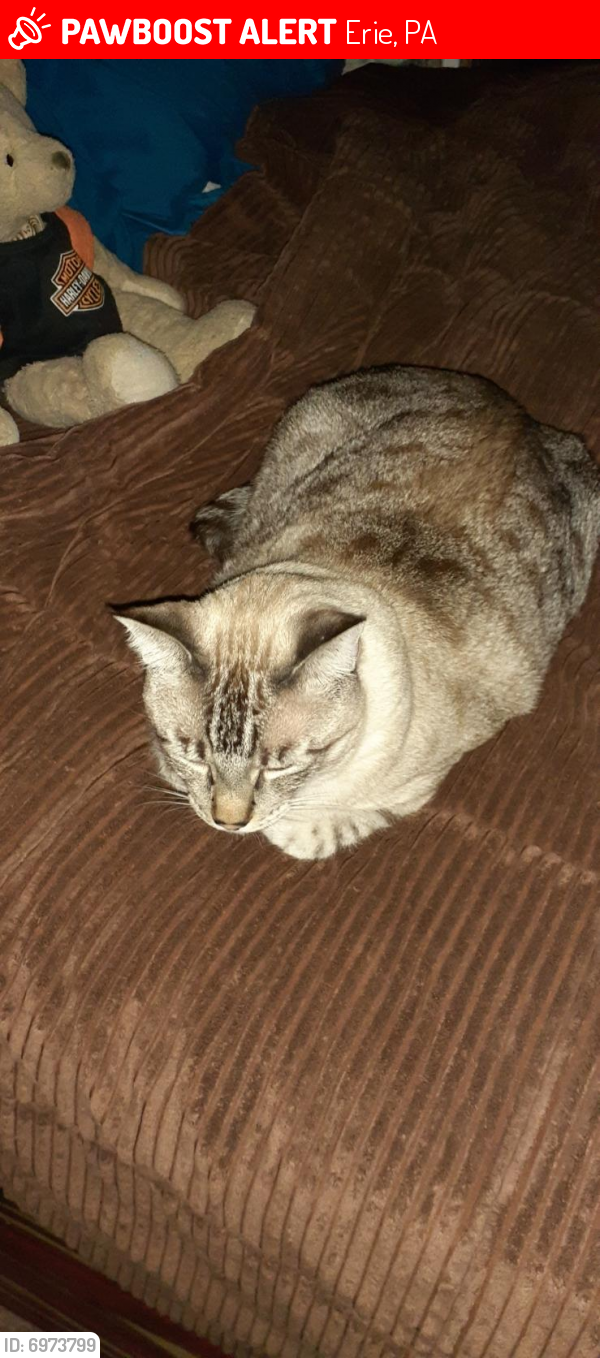 Lost Male Cat in Erie, PA 16509 Named Max (ID 6973799) PawBoost