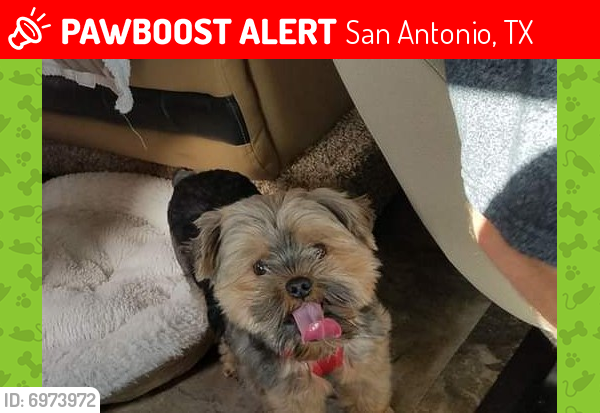 Lost Male Dog last seen Sinclair, San Antonio, TX 78222